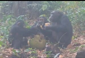 Inguge zafashwe ziri kwinywera agahiye (Inzoga). Inguge zafashwe ziri kwinywera agahiye (Inzoga).