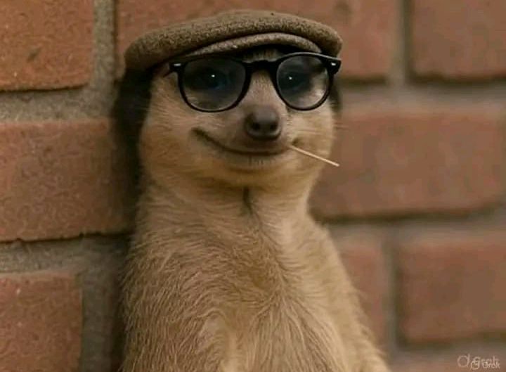 Meerkat akanyamaswa kari gushimisha abantu
