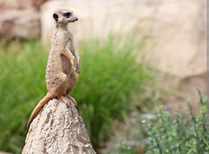 Meerkat ihagaze ku magauru abiri nk'umuntu