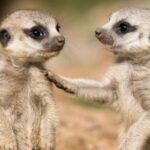 Meerkat ziba mu muryango umwe