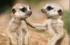 Meerkat ziba mu muryango umwe