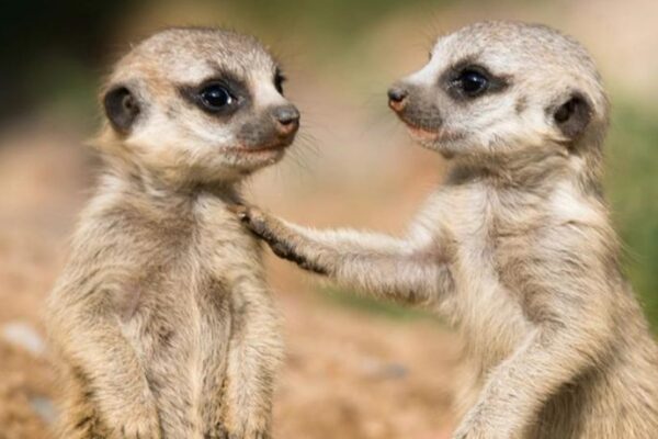 Aka kanyamaswa karatangaje! Menya by’inshi kuri MeerKat Meerkat ziba mu muryango umwe