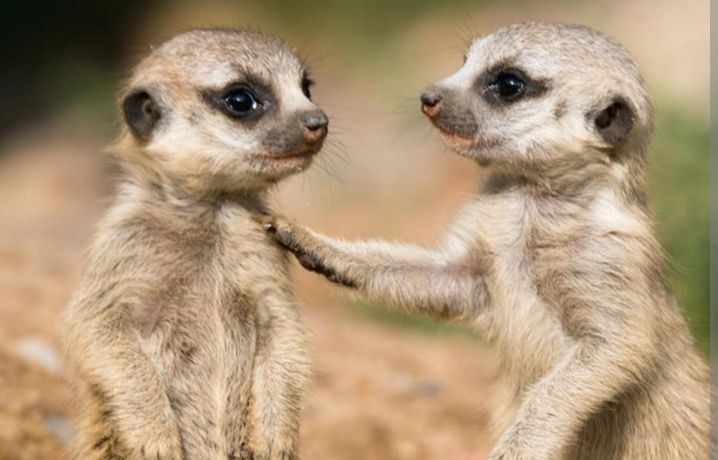 Meerkat ziba mu muryango umwe