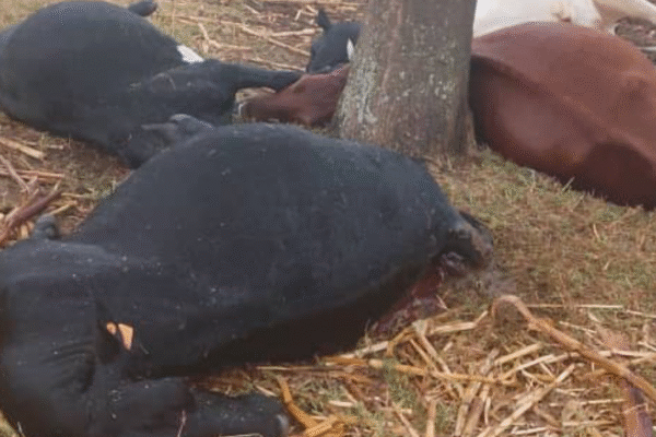 Nyagatare: Imvura nyinshi yarimo inkuba isize yishe inka 4 z’umuturage Inka Zoshwe n'inkuba